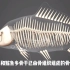 生物篇 科普3D动画 鲤鱼是生活在世界各地的淡水鱼 它有什么特征
