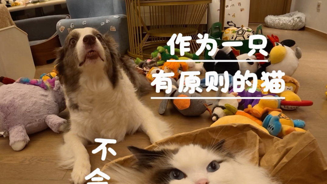 小猫：“你走，去换我熟悉的搓澡师傅来”