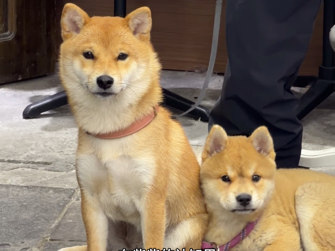 当中华田园犬老师的柴柴没有任何的成就感，只有满满的挫败感