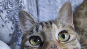 什么叫撸猫视频介绍 48f133b4de60968474d16a6ecf8976b0130d3bb5.jpg@280w_158h_1c_100q.jpg