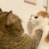 猫：你再扒拉我一下试试！