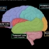 端脑大脑皮层(功能，脑膜, 脑叶, 脑回, 脑沟, 裂隙)解剖结构及功能分区