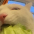 哪有猫猫那么喜欢吃白菜的