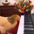 弹钢琴的鸡！