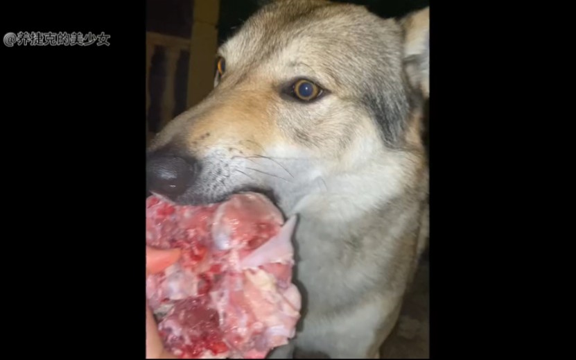 看完这个视频，你还想养捷克狼犬吗？