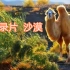 《纪录片》-沙漠-知识科普系列，国语中文配音