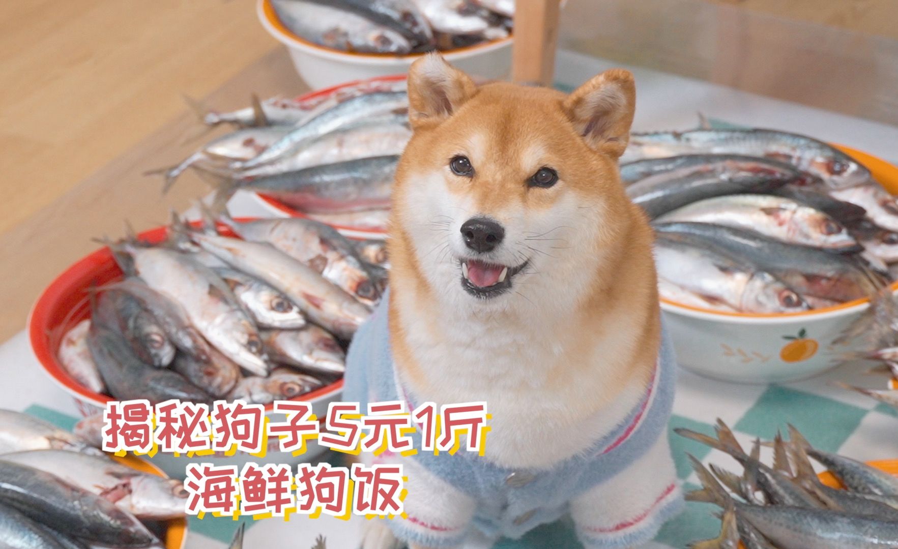 揭秘狗子5元1斤的海鲜狗饭，太便宜了！