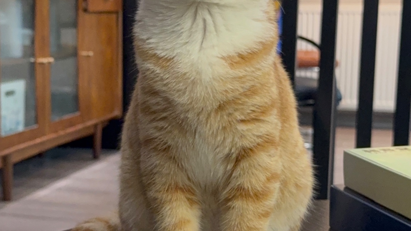 崩溃了 猫有点养不下去了...