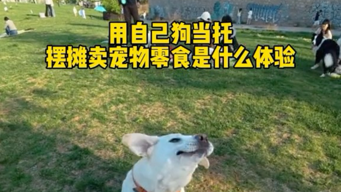 用自己狗当托摆摊卖宠物零食是什么体验