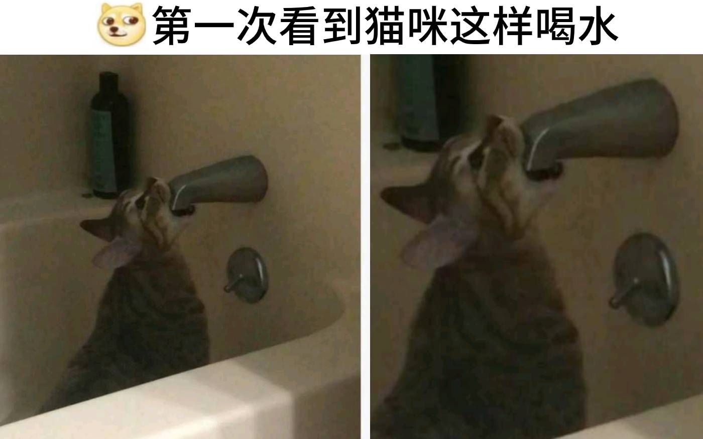 【点评】第一次看到猫咪这样喝水๑乛◡乛๑网络上那些爆笑的沙雕图(｀・ω・´)|第361期[一阶段]的第1张示图