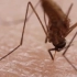 实拍，可恶的蚊子吸血全过程，放大后有点难以接受！