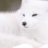 【4K】高冷的异色瞳白狐，你被惊艳到了吗？