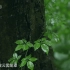 央视纪录片《茅山 2016》全3集 国语中字 1080P 道教纪录片