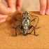 【实验】昆虫标本制作，针插标本制作