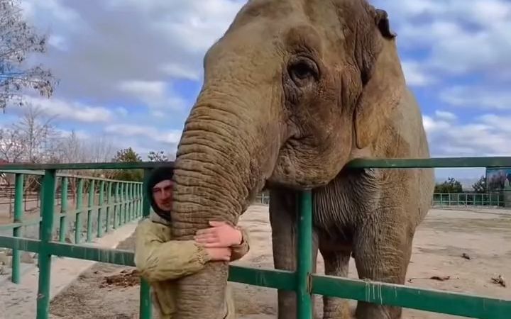 大象见到小时候照顾过自己的饲养员，想尽办法不让他离开