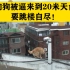 狗狗被逼要跳楼自尽！不让任何人靠近救援无法实施，最后从20多米高的6楼坠落！