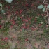 水栒子，蔷薇科栒子属落叶灌木。春天满树白花，秋季红果累累，是一种很好的观赏植物。中山公园西门进去，右转过儿童游乐