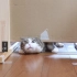 【喵星人】猫能把自己压得多扁？