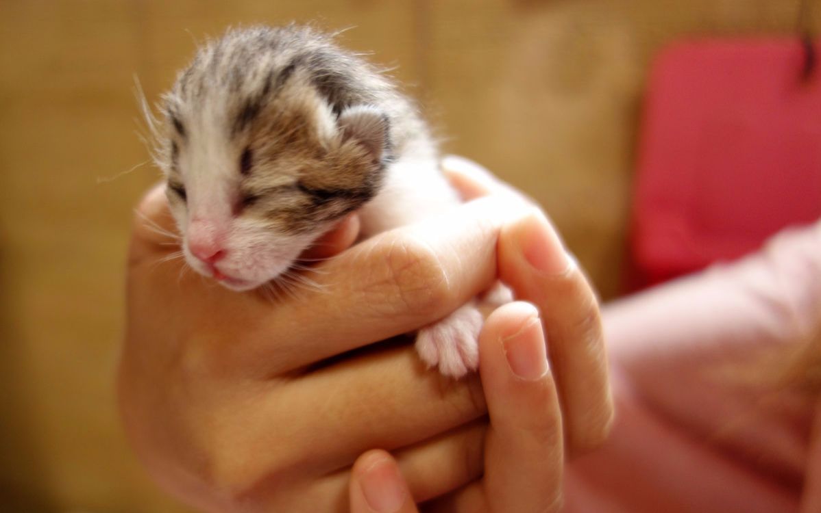 这个手抓猫太厉害了, 小奶猫们无处可逃啊