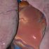 人体胸部结构