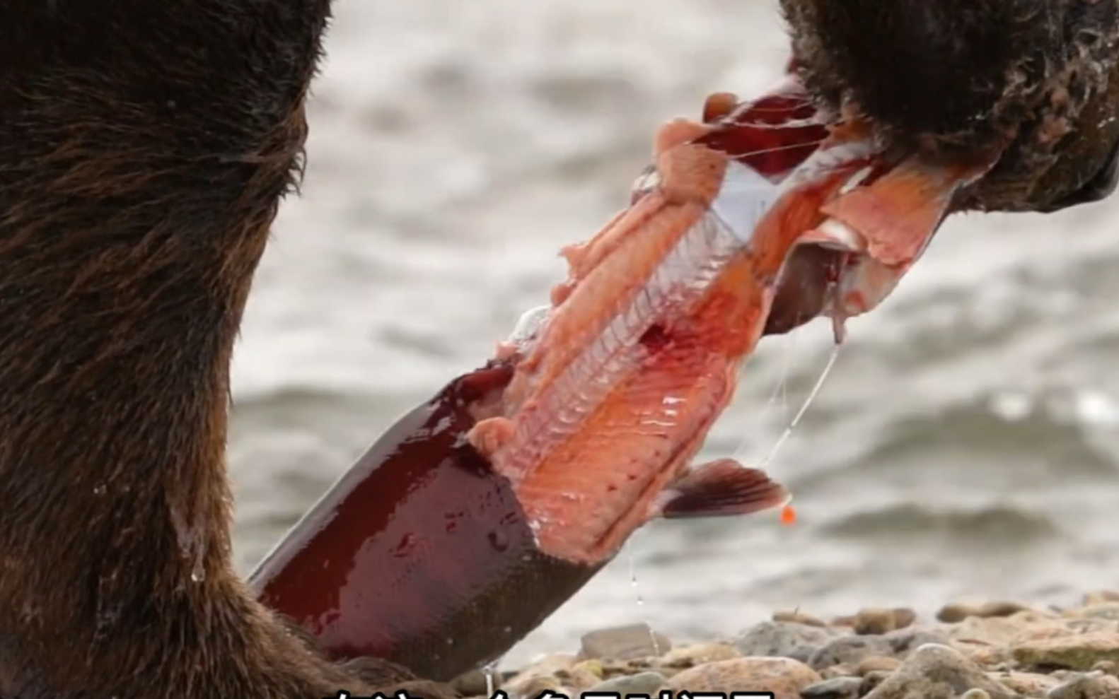 棕熊的鲑鱼盛宴