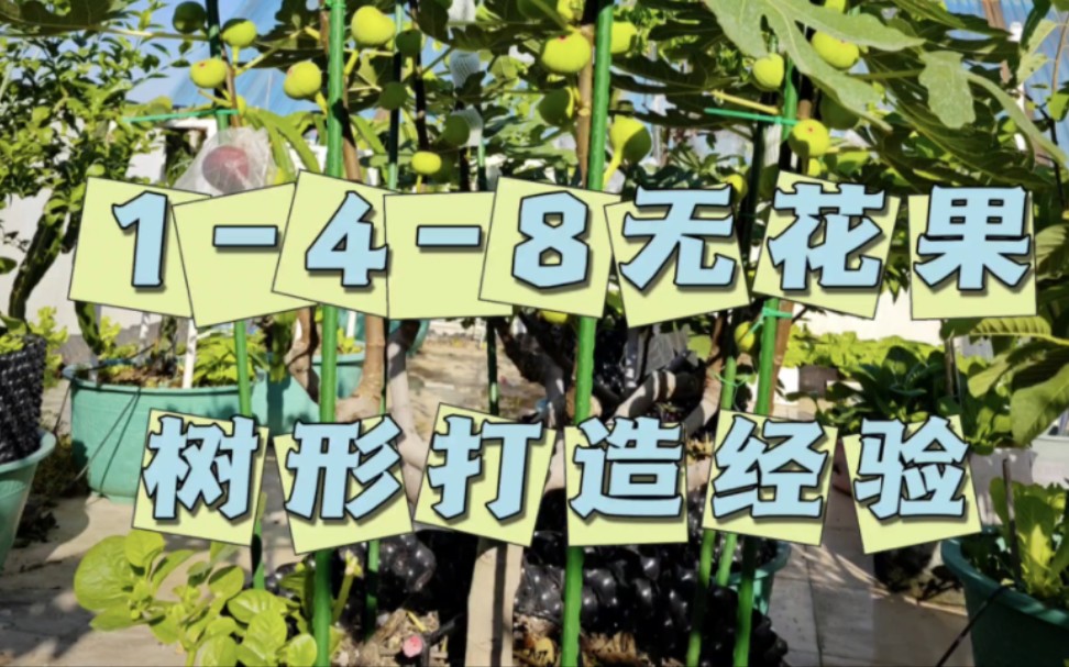 盆栽无花果树形培养经验分享，一种你值得拥有的无花果树形！
