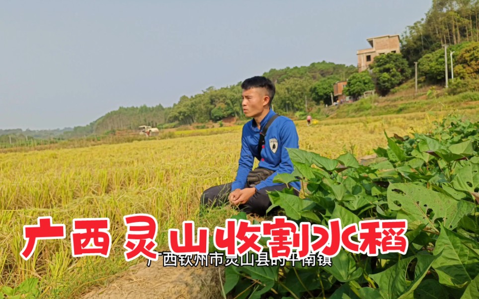 广西灵山农村收水稻,收割一亩120元,一天好一点的话收个30亩,能赚几千