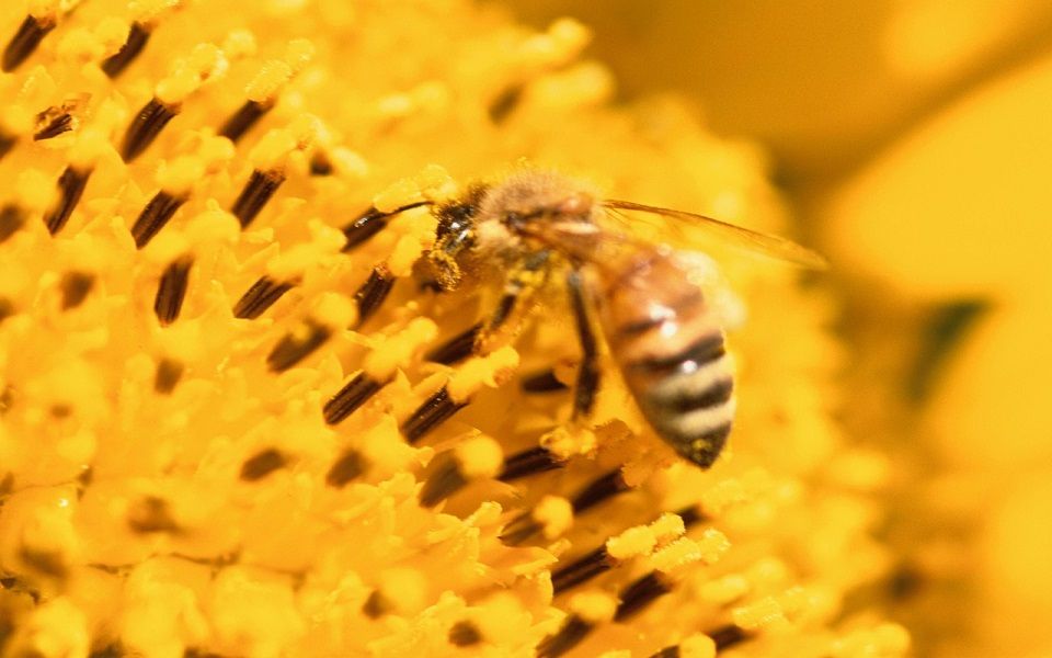 蜜蜂是如何采集花粉与花蜜的？