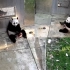 中美续签合作协议 大熊猫美香留美延长至2023年