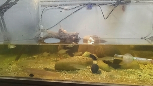 乌龟为什么不吃活鱼 49f456755f14232f62b28b9f93fec475e51b8523.jpg@310w_174h_1c_100q.jpg