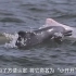 广西钦州的白海豚家族，有了新成员！