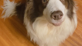 4a2f5667e0402722d4db925b8c8ce85c8d43d3e5.jpg@280w_158h_1c_100q.jpg