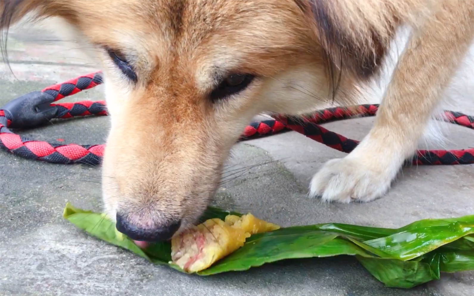 北方田园犬 狗喜欢吃粽子么 叮当表示嫌弃 但叶子还是挺好玩的 哔哩哔哩 つロ干杯 Bilibili