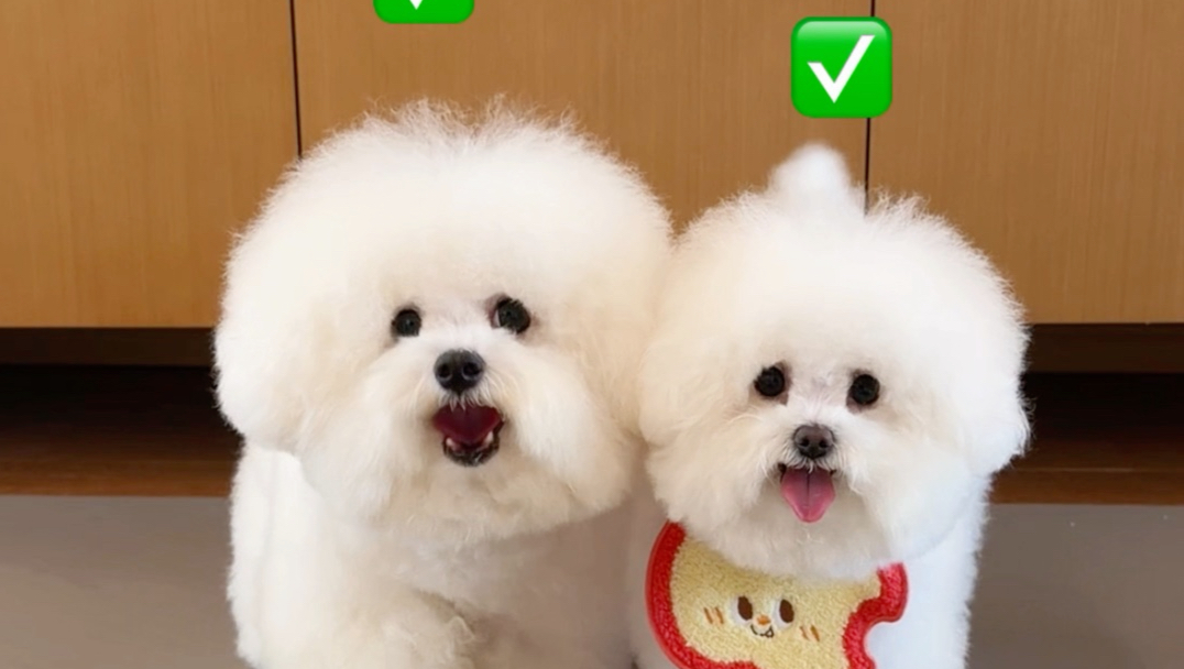 挑食小狗最积极的一回…