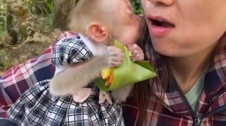 小猴子因为吃的开心亲妈妈