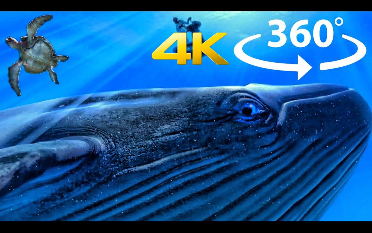【4K】360°全景视频《theBlu》在大海中观看蓝鲸等海洋动物 | 作者：Vicinity360