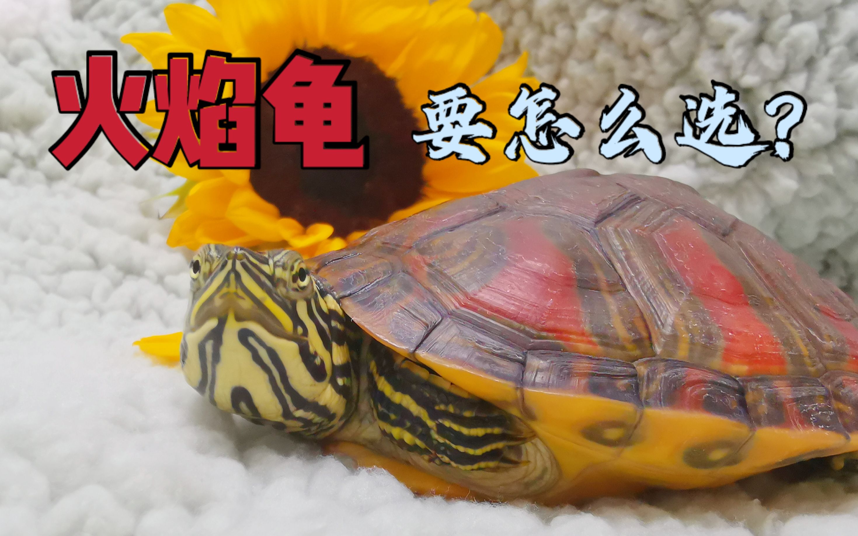 外塘火焰龟大宽纹红腹观赏小乌龟苗黄腹深水龟红黄纯底龟蛋受精蛋-阿里巴巴