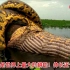 世界最大的蟒蛇