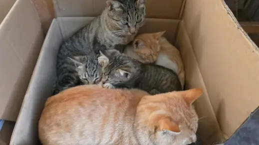 没有什么烦恼是一只小猫解决不了的 如果有那就多来几只