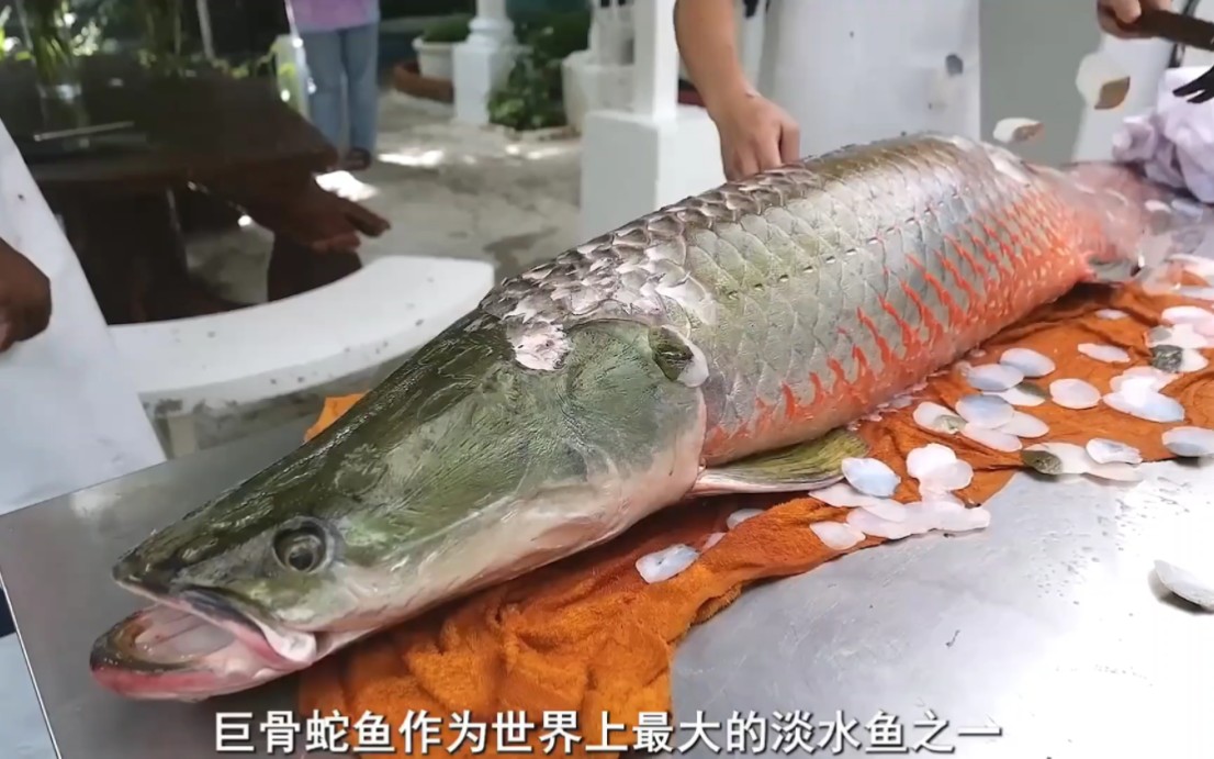 几万一条的巨骨舌鱼，泰国人竟然拿来凉拌？味道还出奇的美味！！