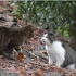 【Cat】猫咪打架，先文后武！