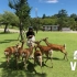 奈良Vlog | 在奈良被鹿追着咬屁股是一种怎样的体验 | 奈良公园，春日大社，奈良小鹿 | 日本vlog