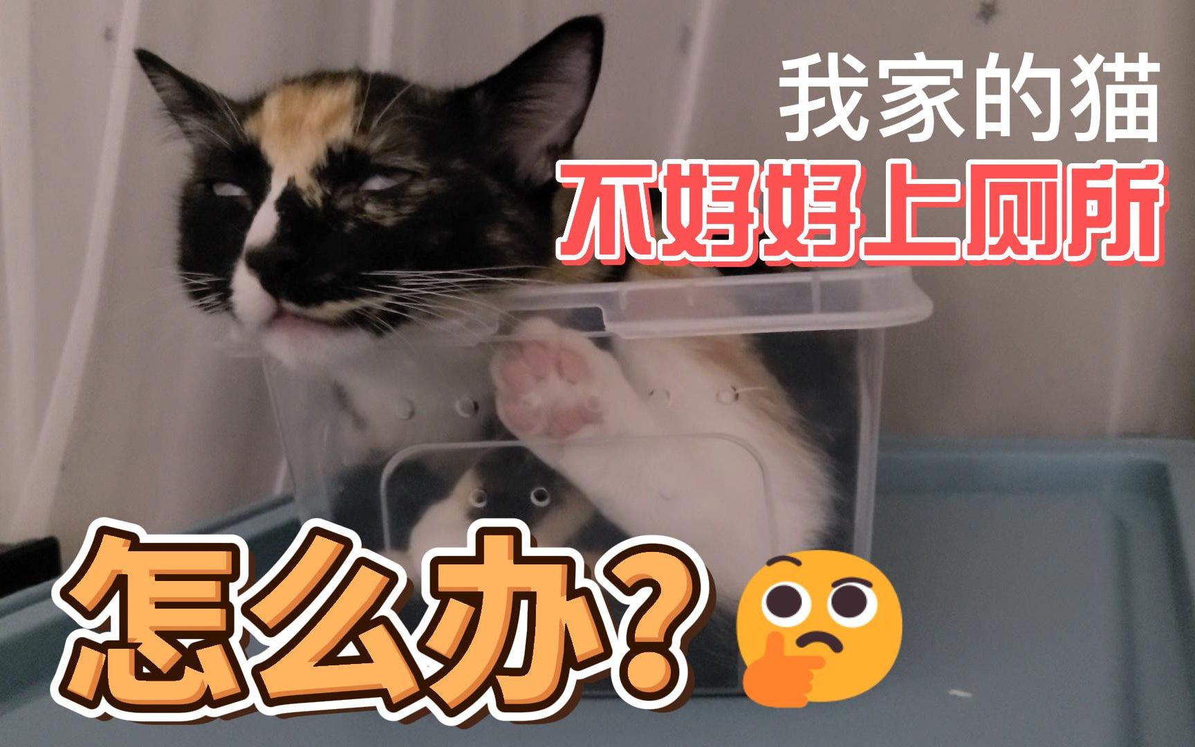 猫咪突然不在猫砂盆里上厕所，怎么办？