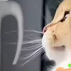 小猫捕猎过程中 还不忘抽空安抚一下主人 网友：它是真的心里有你啊