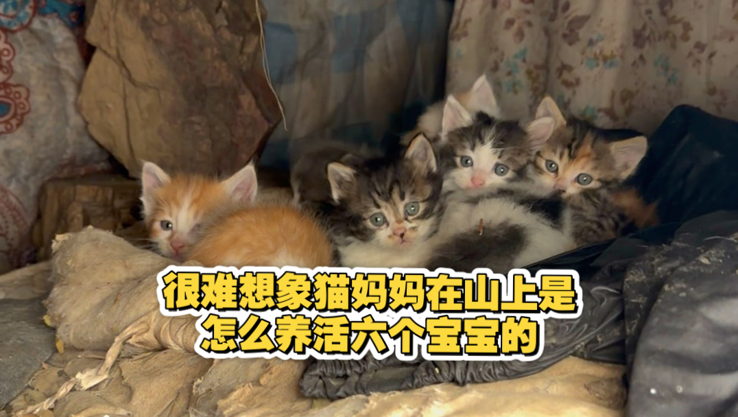 很难想象猫妈妈在山上是怎么养活六个宝宝的