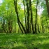【大自然实景】绿色的森林&清脆的鸟叫声 - 守护最好的大自然