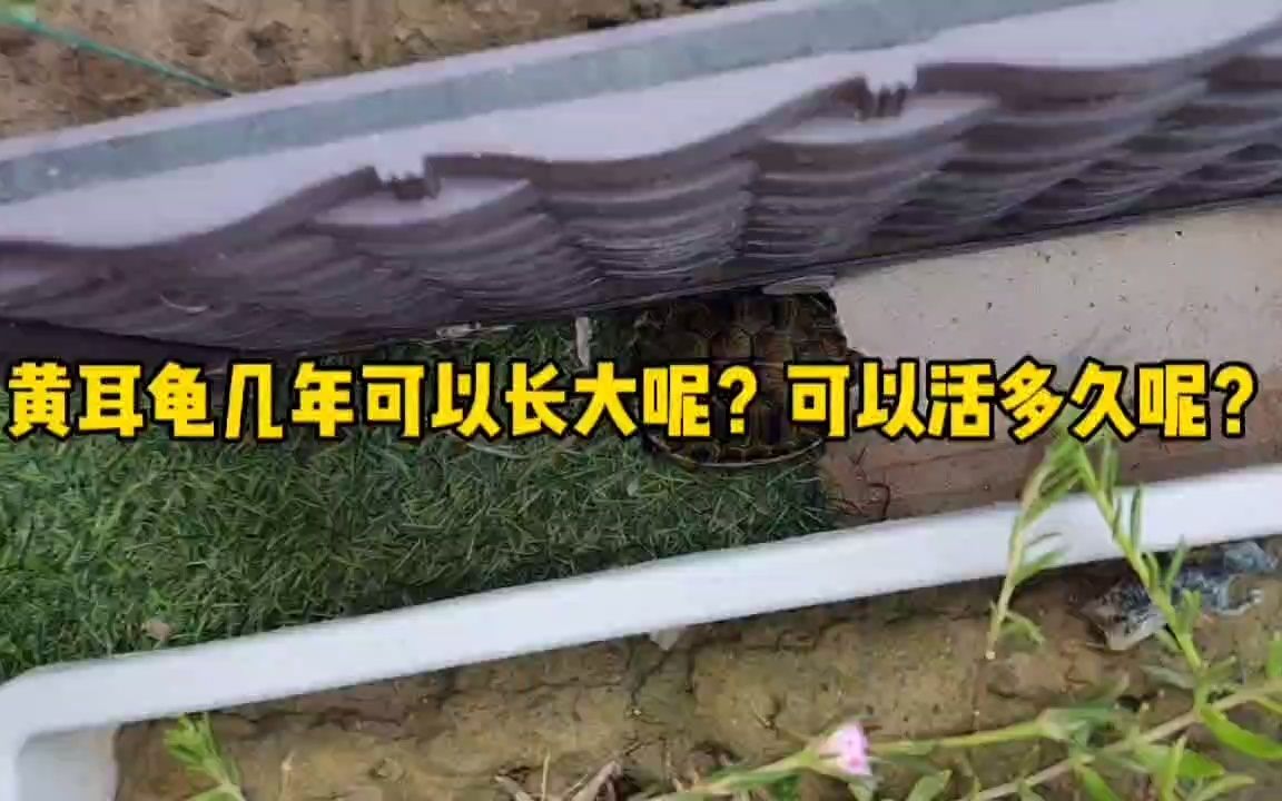 黄耳龟几年可以长大呢？可以活多久呢？