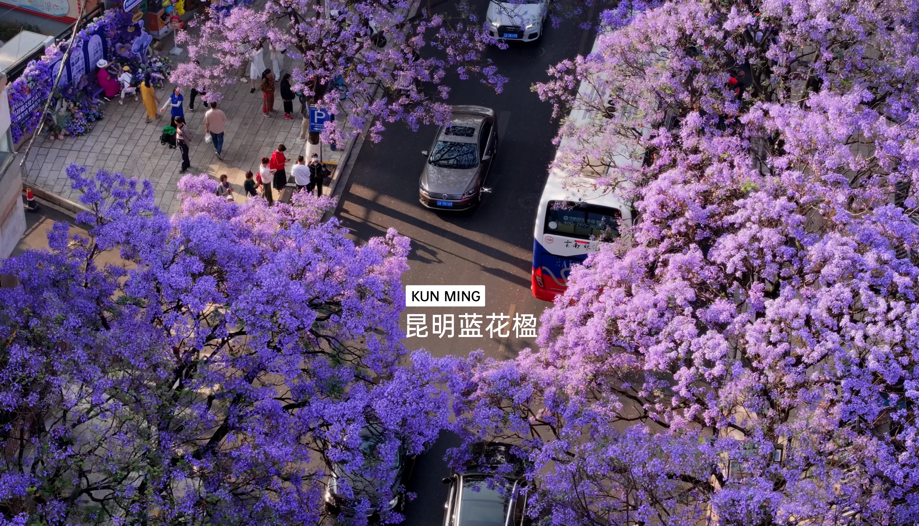 昆明蓝花楹｜昆明的春末夏初是紫色调调的！