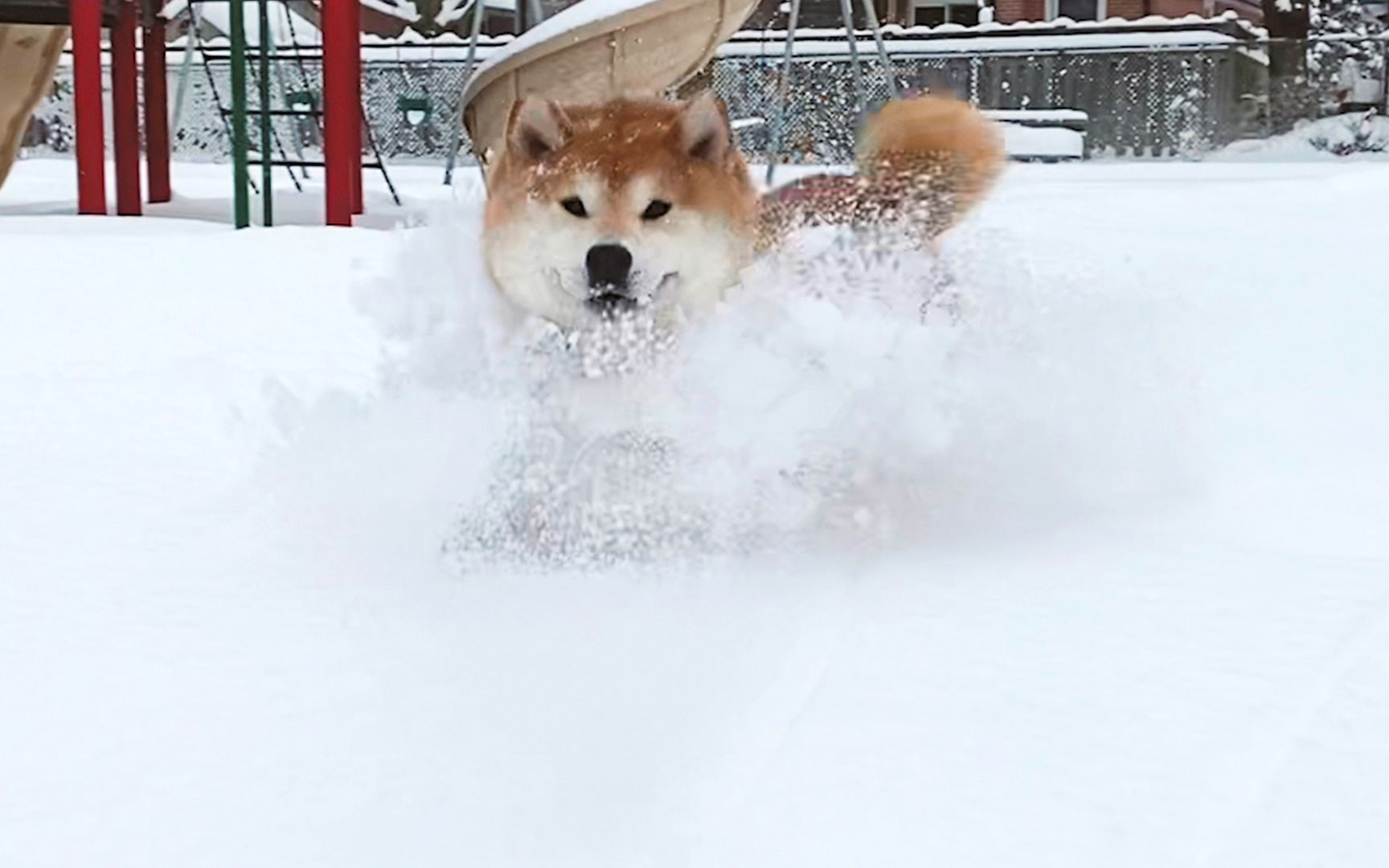 壁纸 狗，围巾，雪，冬天 3840x2160 UHD 4K 高清壁纸, 图片, 照片