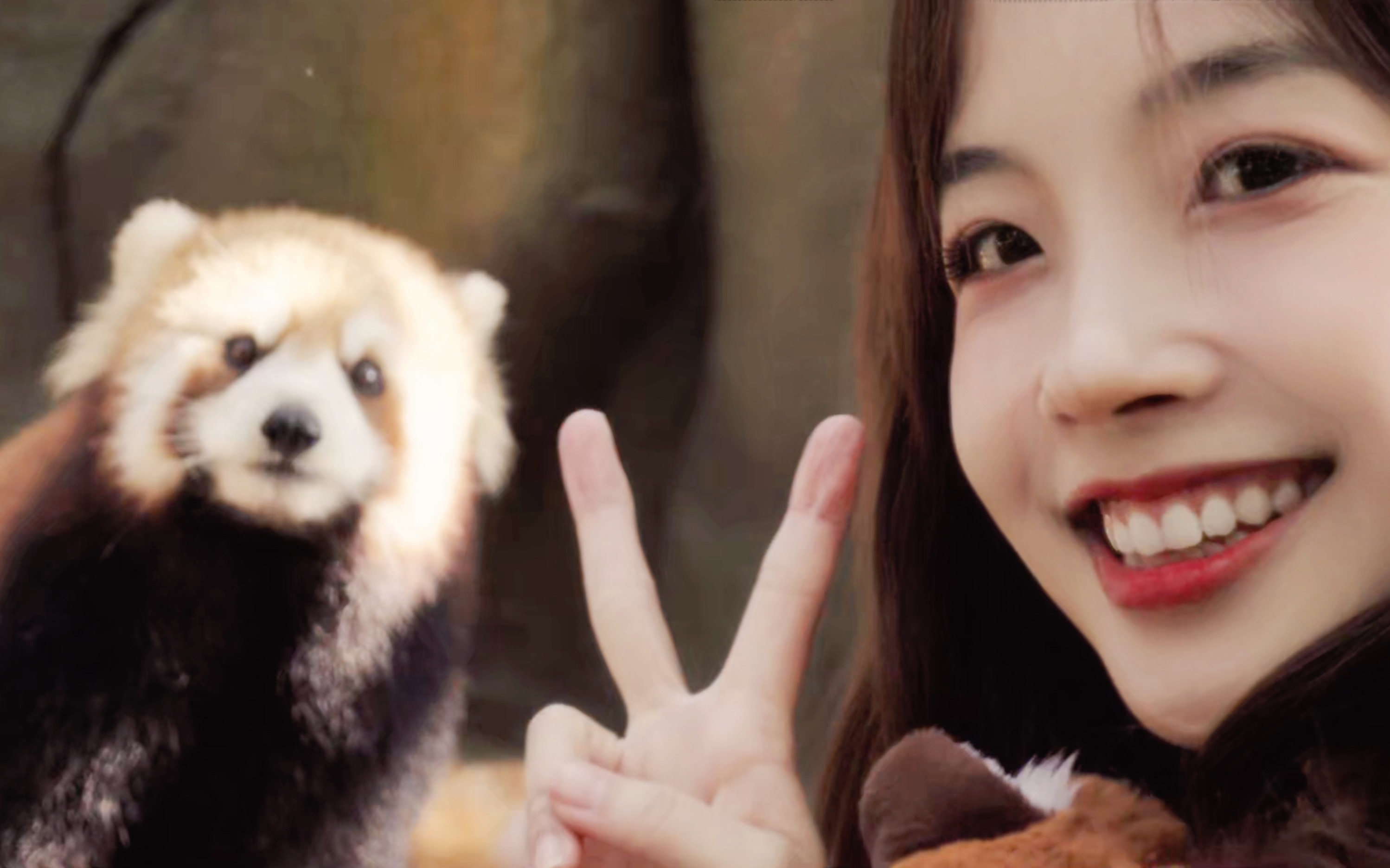 【冰冰vlog.012】顶级快乐！当一天小熊猫饲养员是什么体验